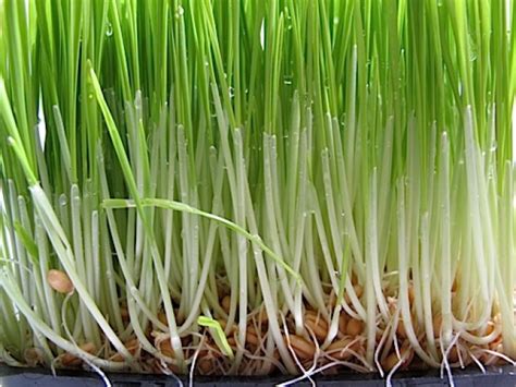 There is simply no other barley grass juice powder like it. Certificate in Wheatgrass production Course| Chennai, Villupuram.