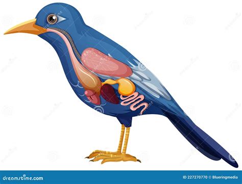 Internal Anatomy Of Bird With Organs Stock Vector Illustration Of