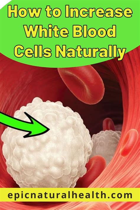 How To Increase White Blood Cells Naturally Epic Natural Health
