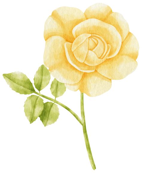 Free Yellow Rose Flowers Watercolor Illustration 9785696 Png With