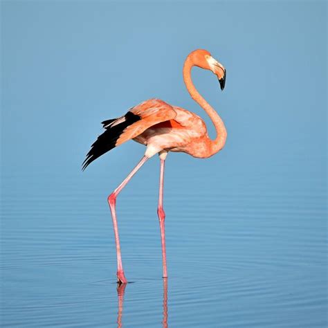 Photography Flamingo Iphone Wallpapers Top Free Photography Flamingo