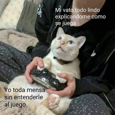 Pin De Maria Hernandez En Memes Español Gracioso Funny Gatos