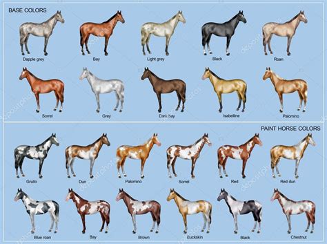 Kleurenoverzicht Voor Paard ⬇ Stockfoto Rechtenvrije Foto Door