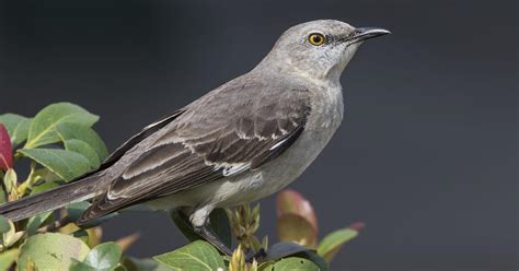 What Is The State Bird Of Florida And Why Birdfact