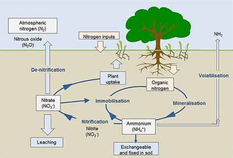 Nutrient Cycling Bioninja Nitrogen Cycle Nitrogen Fixation