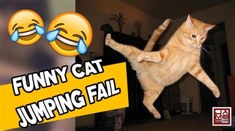 Funny Cat Jumping Fail Compilation Youtube