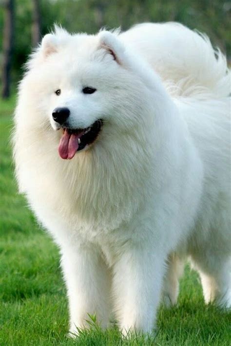 Beautiful Russian Dogs Samoyed Dogs Dogs Cute Dogs
