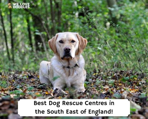 5 Best Dog Rescue Centres In The South East Of England 2024 We