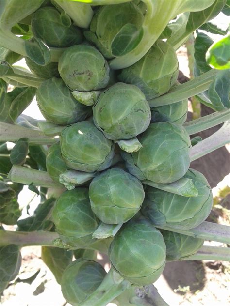 Brassica Oleracea Gemmifera Group Brussels Sprouts Sprouts North Carolina Extension