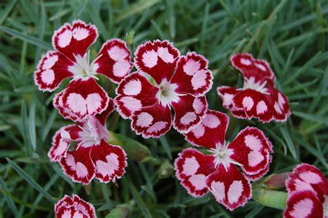 Red Perennial Flowers That Bloom All Summer Perennial Flowers That