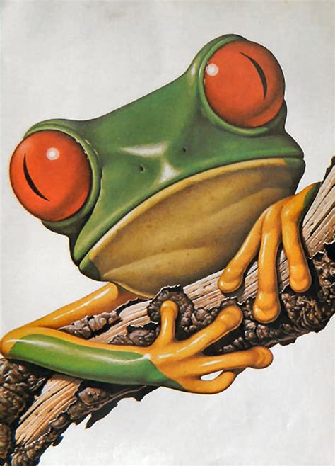 Vintage Public Domain Illustrations Of Frogs And Toads