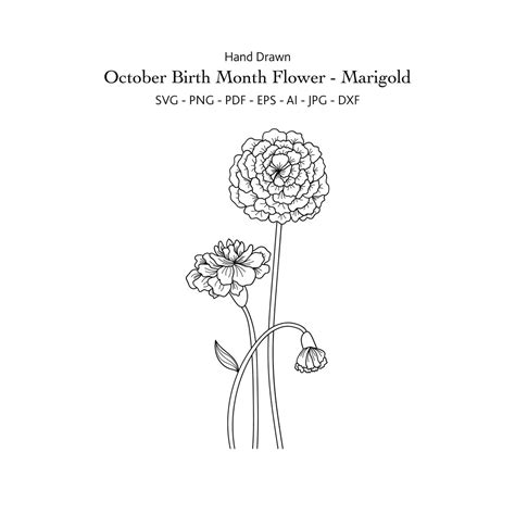 October Birth Month Flower Svg Hand Draw Marigold Svg Etsy