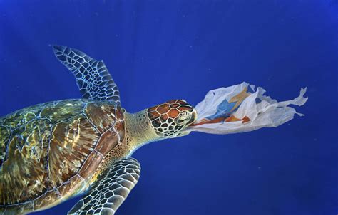 Plastikmüll Studie Zeigt Dramatische Folgen Für Die Meere