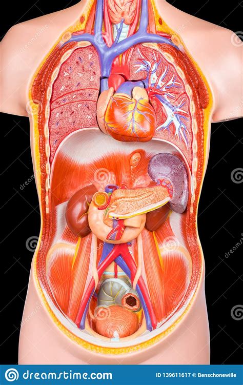 Body cavities and major organs of the torso model. Human Torso Model With Internal Organs On Black Background Stock Image - Image of education ...