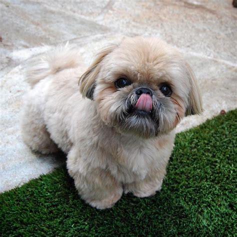 Best Picture Ideas About Shih Tzu Puppies Oldest Dog