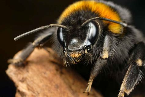 Bumble Bee Control Services In Utah Thorn