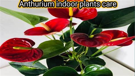 How To Grow And Care Anthurium Indoor Plantsanthurium इंडोर प्लांट