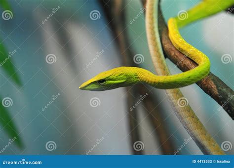 Green Tree Snake Stock Image Image Of Wild Snake Nature 4413533