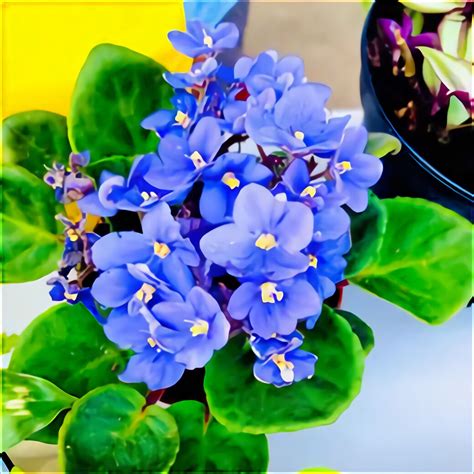 African Violet For Sale In Uk 65 Used African Violets