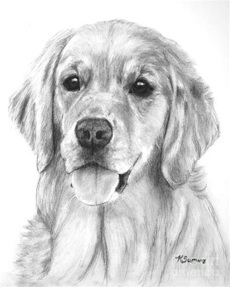Pin By Jennefe C Fernandes On Design Realistic Golden Retriever