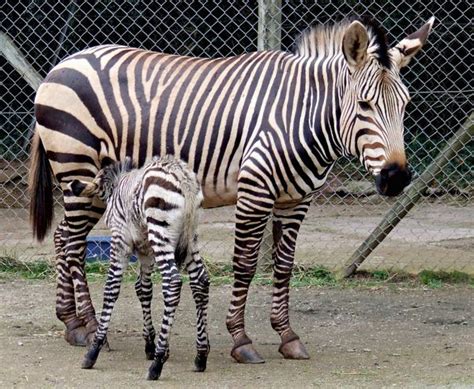 It's All Black and White: Baby Zebra Born at Paignton Zoo! - ZooBorns