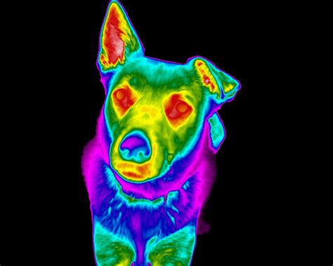 Veterinarian Thermography Thermal Imaging Canine Body Balance