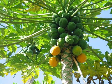 Planta De Papaya CaracterÍsticas Cultivo Y Cuidados