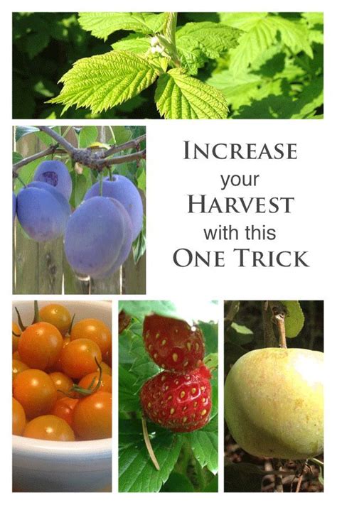 Edible Plants That Will Increase Your Harvest — Daily Harvest Designs