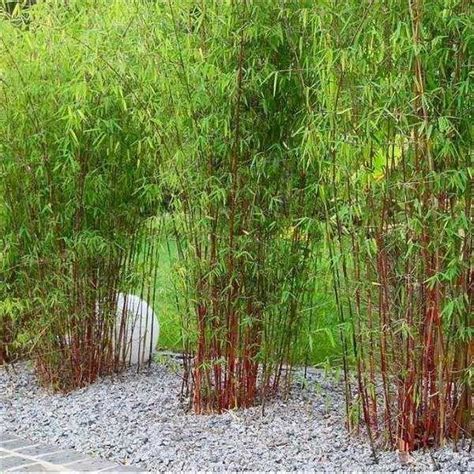 Creative gardening tips, ideas, & diy projects. Clumping bamboo landscape - privacy screen and decoration ...