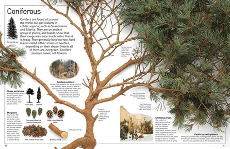 Dk Eyewitness Books Tree Discover The Fascinating World Of Trees From