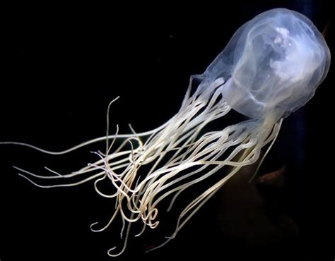 Boxjellyfish Yorkfeed