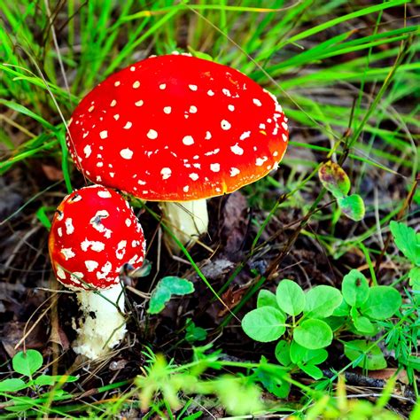 Are Lawn Mushrooms Edible? - ProGardenTips