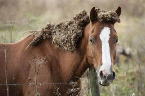 Warts In Horses Symptoms Causes Diagnosis Treatment Recovery