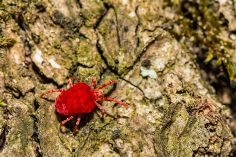 How To Get Rid Of Chiggers In Your Yard And Garden