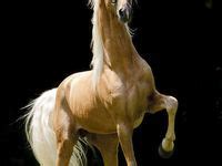 images   favorite  saddlebred  pinterest american saddlebred show horses