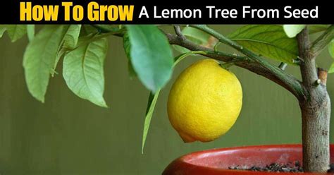 How to grow a lemon tree from seed! Growing A Lemon Tree From Seed