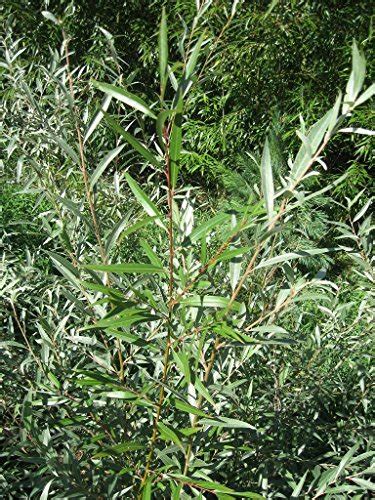 10 Austree Hybrid Willow Trees Ready To Plant Fast Growing Tree