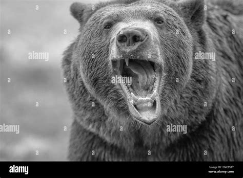 Grizzly Bear Standing Roaring Hi Res Stock Photography And Images Alamy