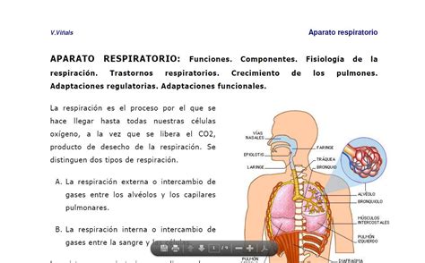 Aparato Respiratorio Recurso Educativo 97087 Tiching