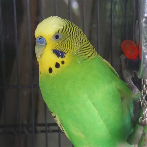 Is A Budgie The Right Pet For Me United Parrot Kingdom