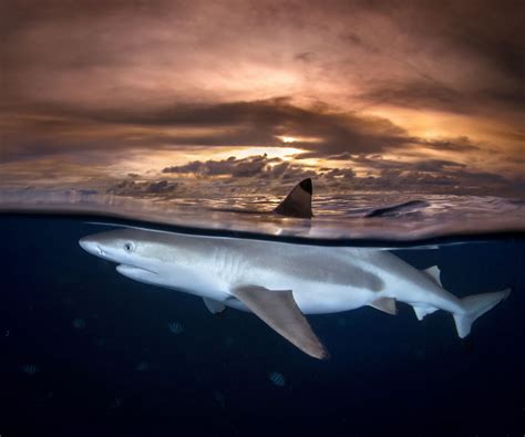The shark then proceeded to bite watson's foot off at the ankle. » Stunning shark shots show beasts above and below the water