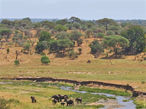 Habitat Loss Is The Leading Threat To Africas Biodiversity