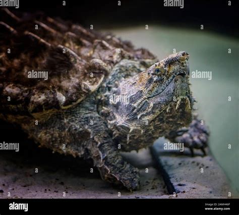 The Alligator Snapping Turtle Macrochelys Temminckii Is A Species Of