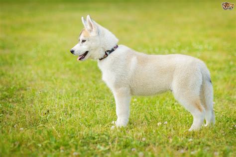 The back or bottom of your health insurance card usually has contact information for the insurance company, such as a phone number, address, and website. Siberian Husky Dog Breed Information, Buying Advice, Photos and Facts | Pets4Homes