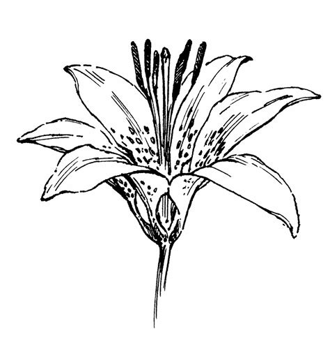 Tiger Lily Flower Drawing At Getdrawings Free Download