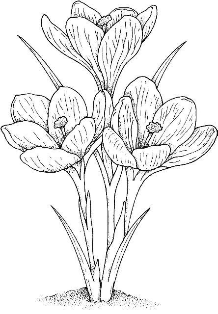Apasă pe flori de primăvară desene de colorat pentru a vedea versiuni printabile sau coloreazăl online (compatibil cu tablete ipad şi android). flori-de-primavara-planse-de-colorat