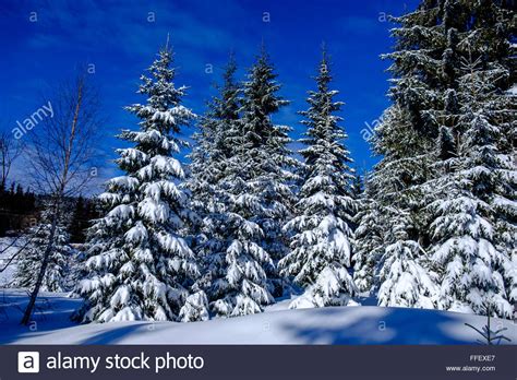 Snowy Pine Trees Snow Covered Closeup Winter Wonderland