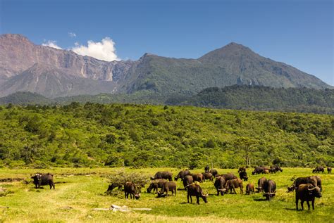 Guide To Arusha National Park Tanzania Safaris Sababu Safaris