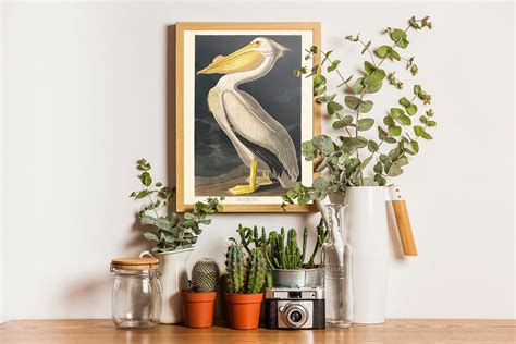 Vintage Audubon American Pelican Bird Print Giclee Art Etsy