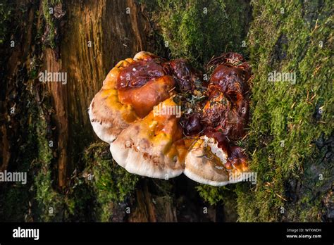 Polypore Aka Bracket Fungi Or Shelf Fungi Growing On Tree Stump At